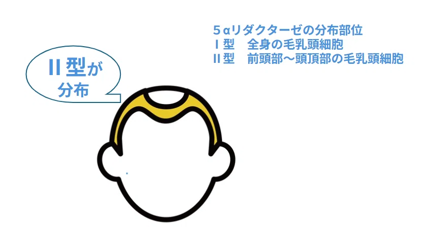 5α-リダクターゼの分布部位